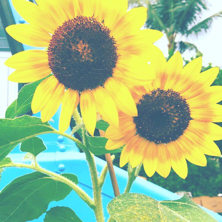 Hanalei Company Twitter