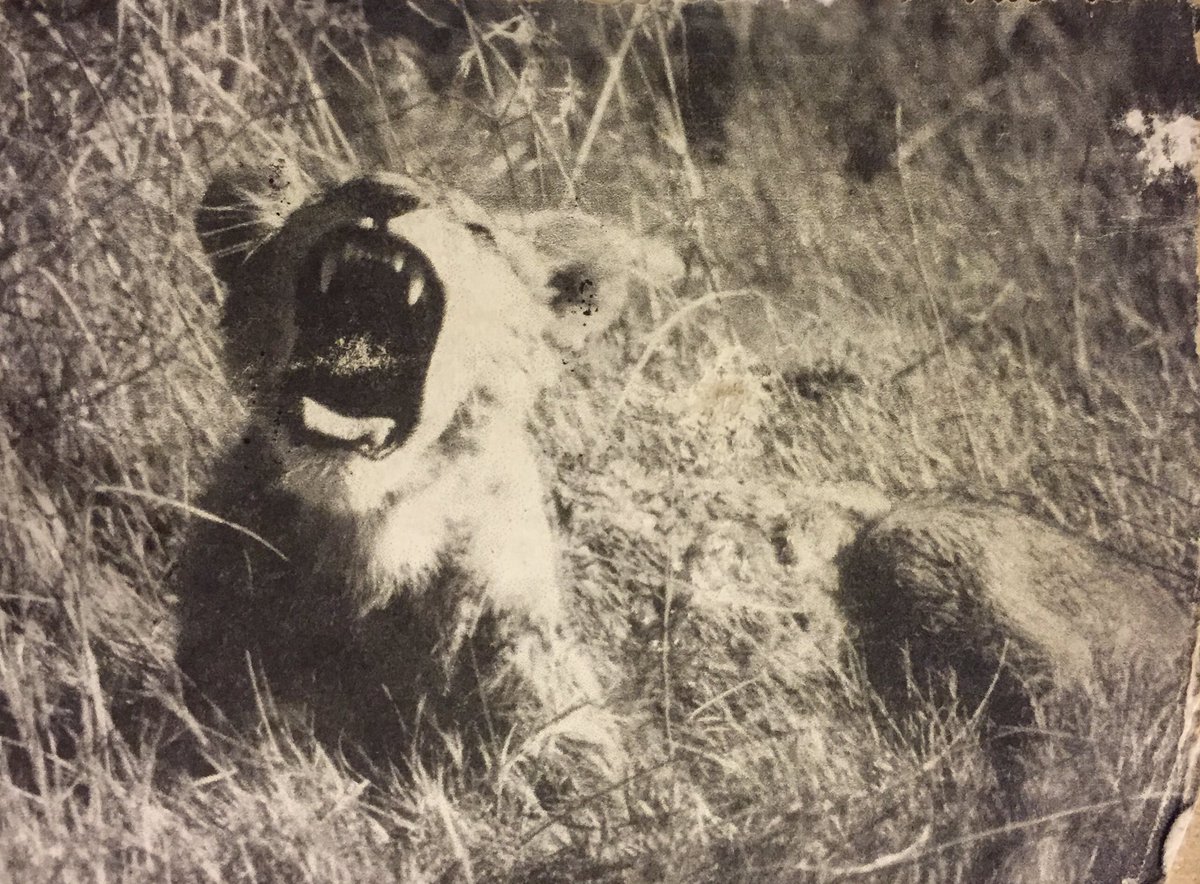 Happy #WorldLionDay to my adventurous friends from the Okavango Delta, Botswana #africa #wildlife #serendipity