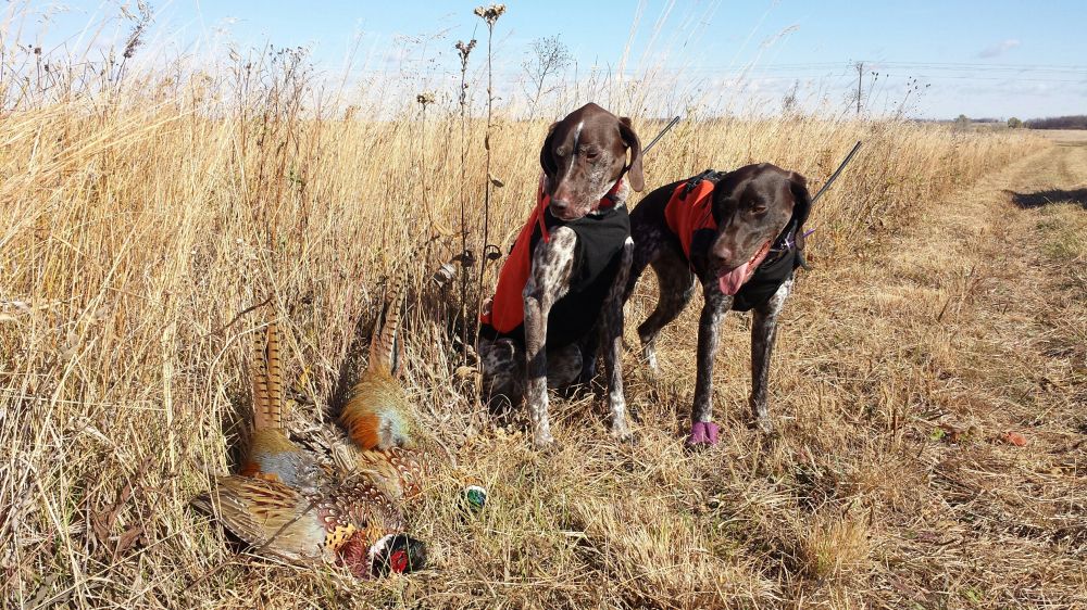 BobStPierre's tweet photo. Who else is ready for photo opps like this? 
w/ @SportDOGBrand @pheasants4ever #birdhunting #germanshorthairs https://t.co/XmMMK2ShR0