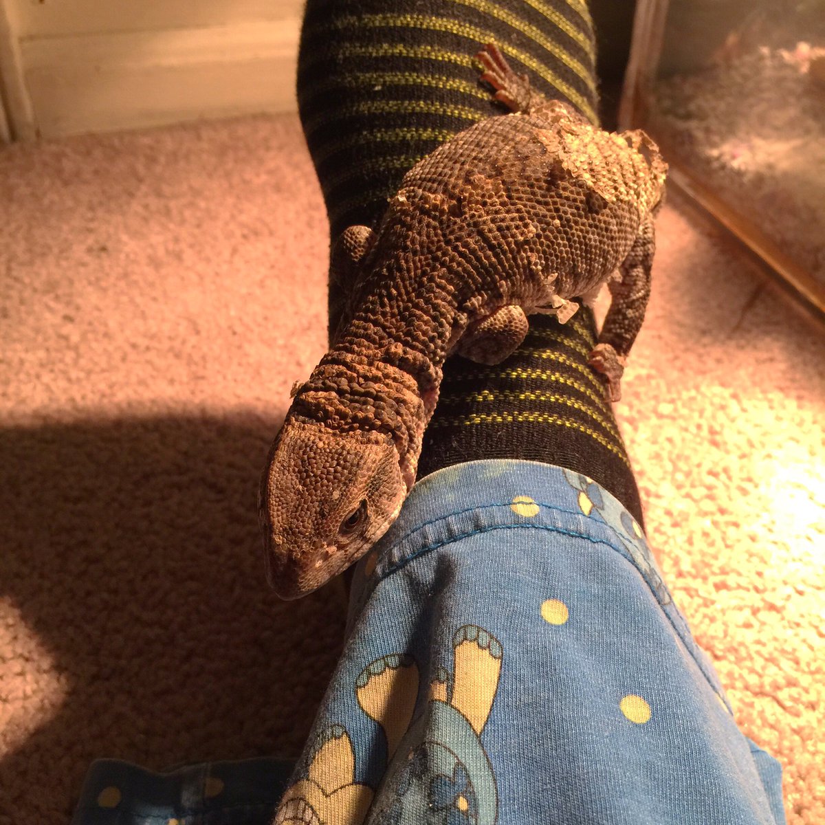 Scaly Hearts Rescue tweet media