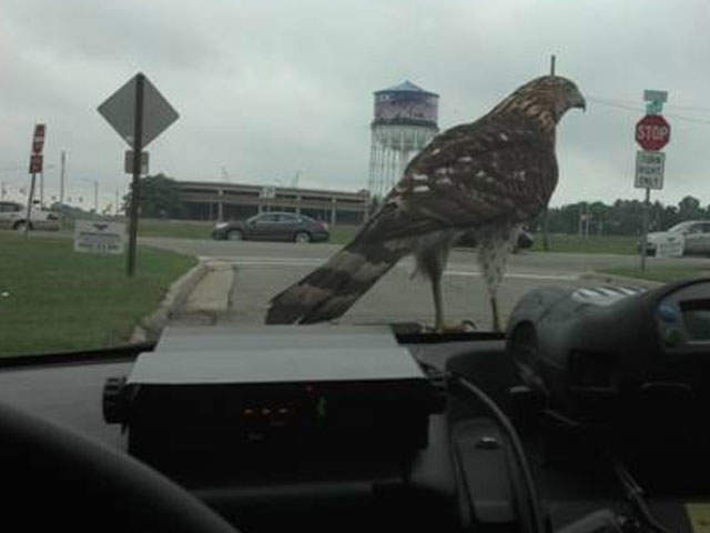 AssignGuy's tweet photo. Waiting for @NYPDSpecialops to deploy Officer Raptor, their official Police hawk.. #cupguy #nyc https://t.co/05stzSzpUu