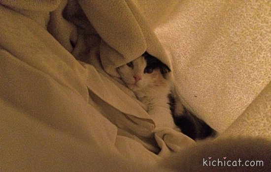 KichitheCat tweet picture