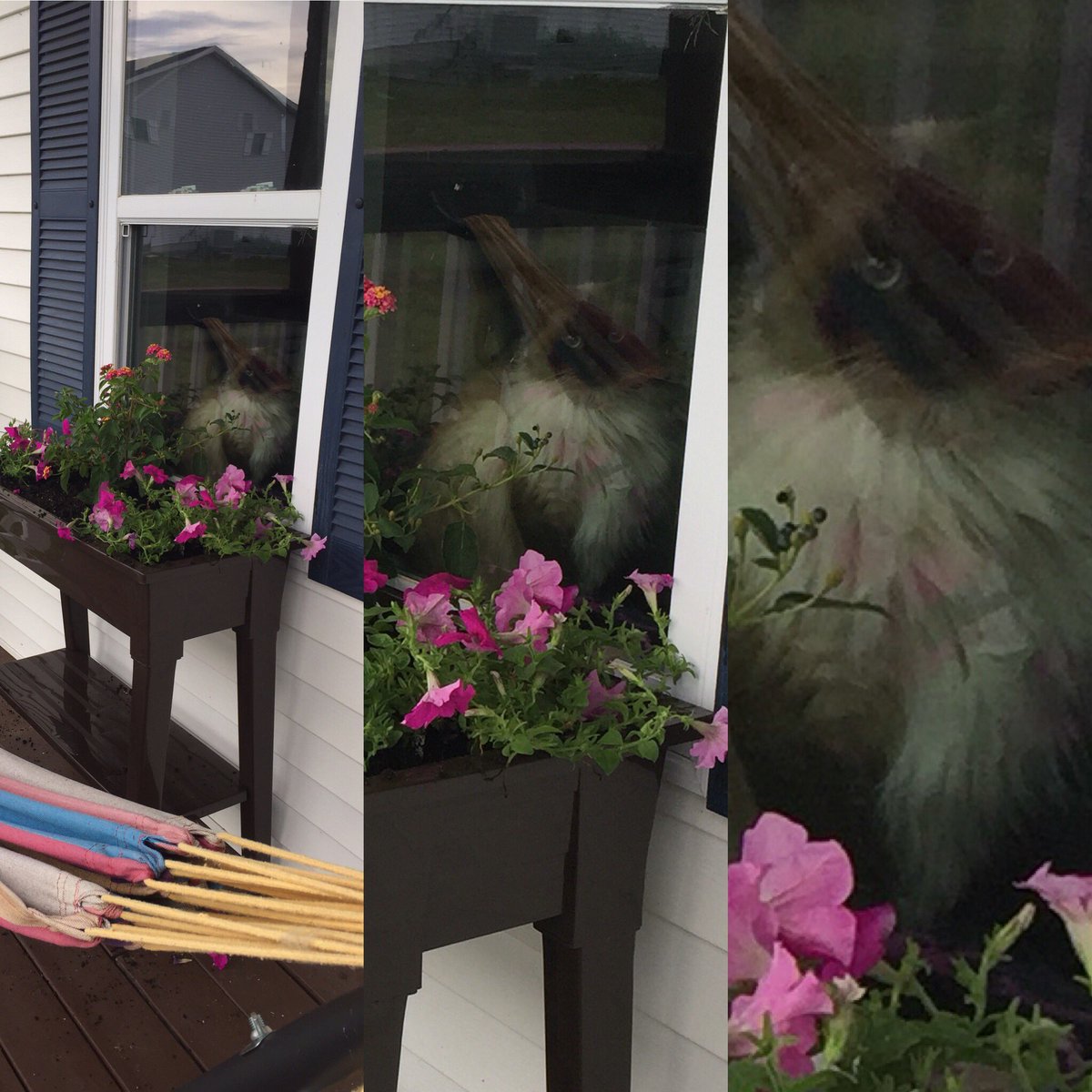ChatsWithCats's tweet photo. Watching, always watching. #diva #CatsOfTwitter #scared https://t.co/cLxjDrUXig