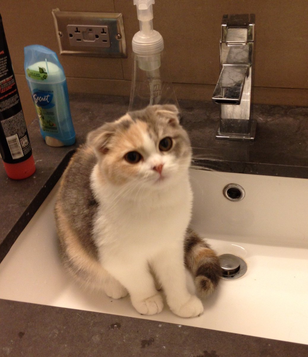 catvids's tweet photo. This is a sink cat ☺️ https://t.co/289kT2gPTP