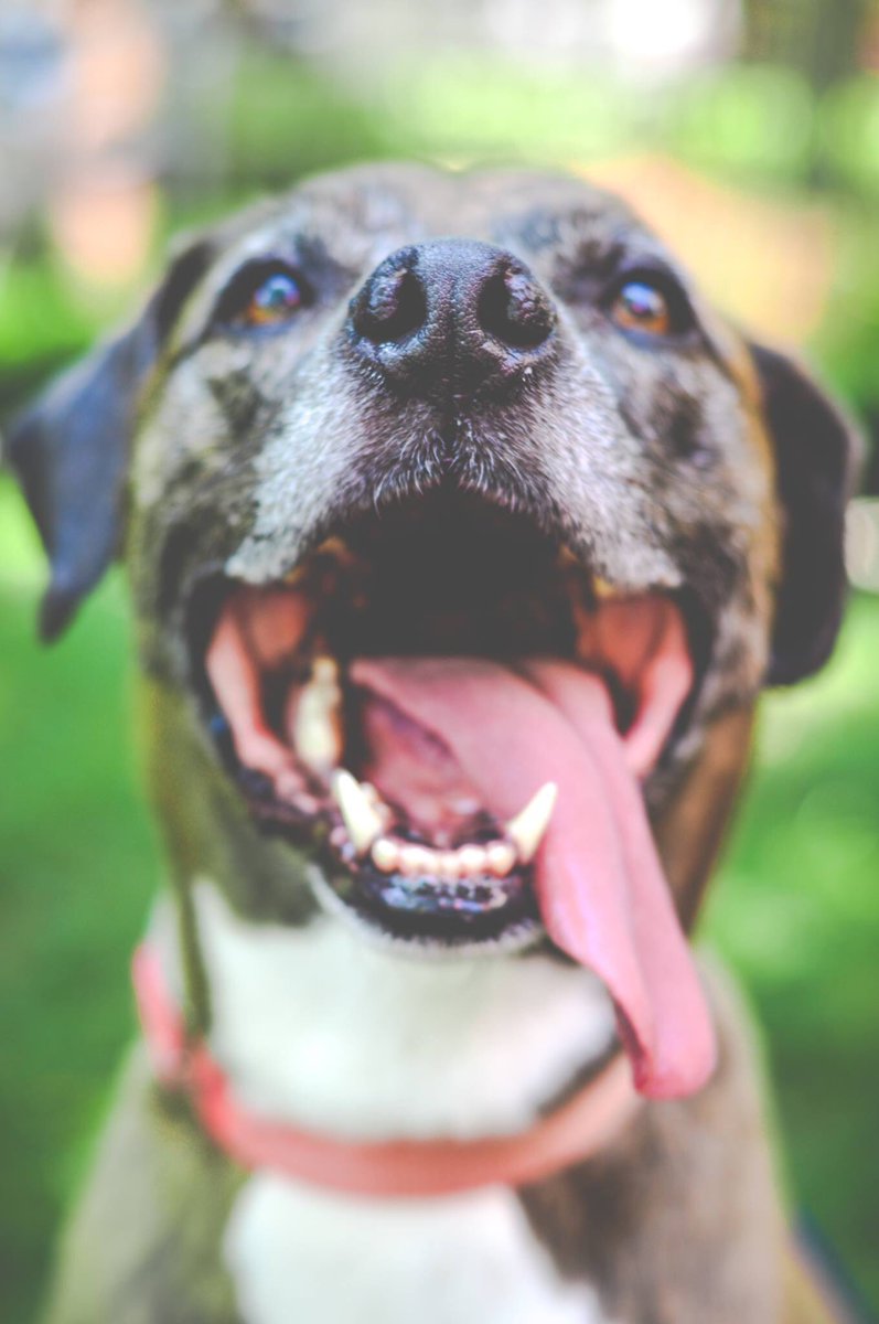 Shellie107's tweet image. My dog is the cutest ever, I may be a bit biased but who cares :3