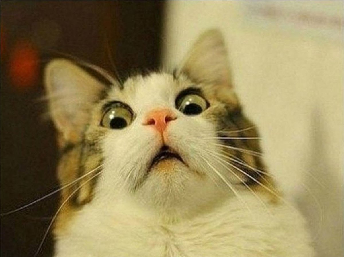 firewolf032005's tweet photo. when cats see that there food bowl is empty https://t.co/LE1OwBKZCl