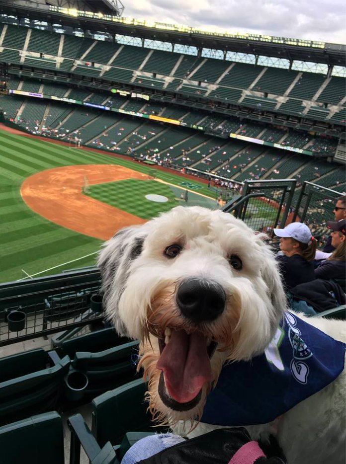 Congrats KT &amp; super happy dog, Marilyn! #dogs <a href="/Mariners/">Seattle Mariners</a> #Seattle #MLB #BarkAtThePark tinyurl.com/zc8bgjv