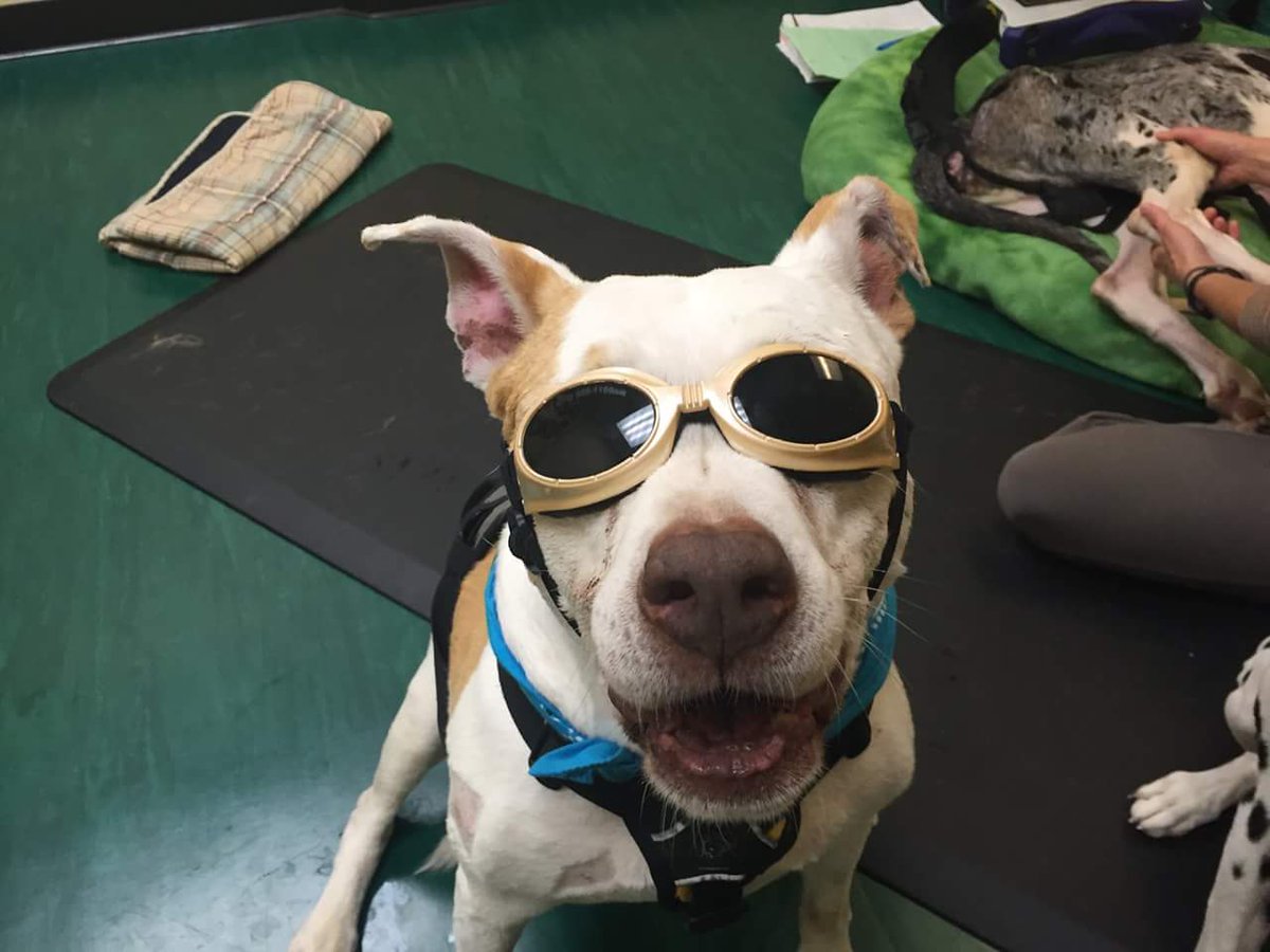 misplacedwings's tweet photo. #Mara the #pitbull rocks the #doggles while #Cesar the #greatdane gets #lasertherapy. #Alternativemodalities https://t.co/UcMNrtZ2js