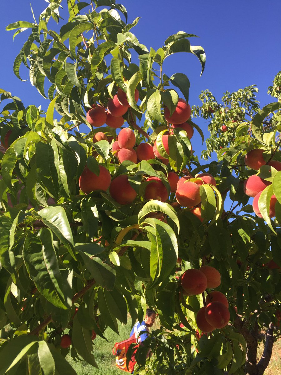 Zestuous's tweet image. Just picked 60lbs of peaches at @CapitolReefNPS Time to make some jam #FindYourPark
