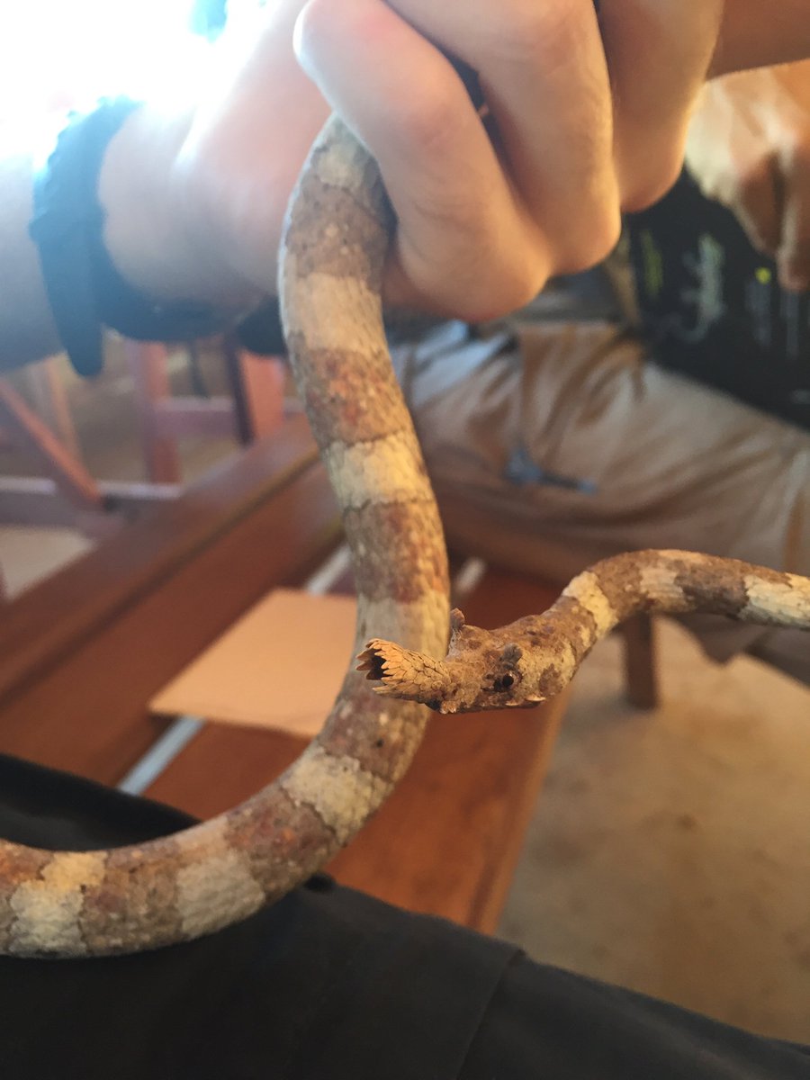 inaturalist's tweet photo. This rare and #bizarre #Langaha pseudoalluaudi #snake is our Observation of the Week! https://t.co/JKUgYqG5U1 #iNat https://t.co/F6kcXbKXxr
