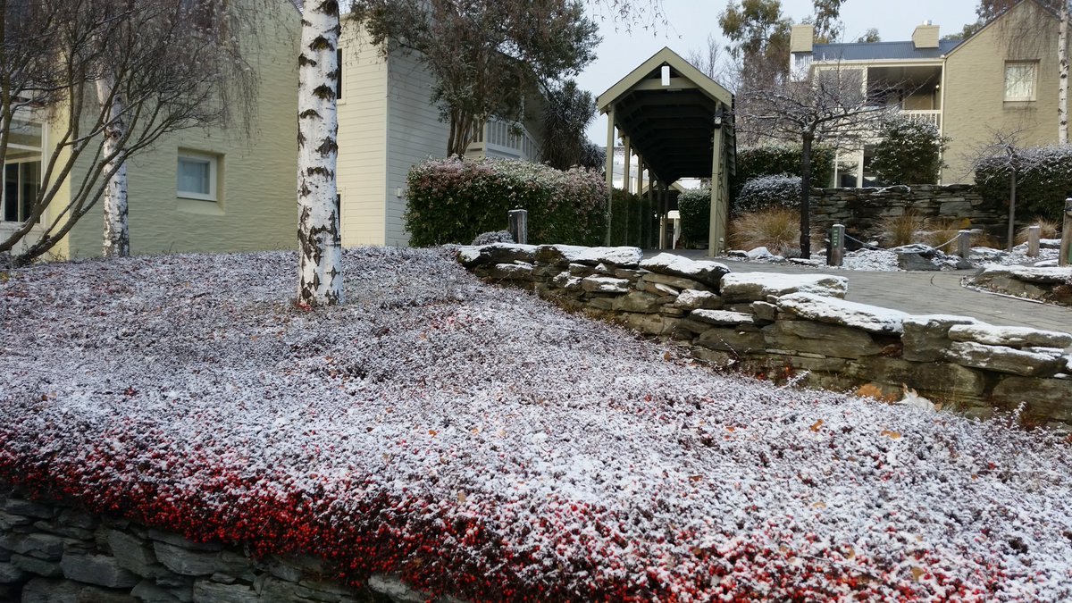 MrsBottomleyNZ's tweet photo. This splendid photo explains the nip in the air! Aren't the berries covered in snow delightful. https://t.co/XwLupOJZaP