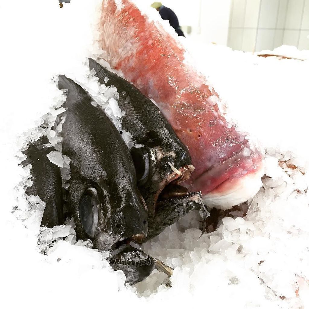 Graze_Cafe's tweet photo. Lovely fresh fish in this morning - I'm thinking some fish tacos for supper tonight 👌 #🌮#🐟… https://t.co/wr6oolAwj4 https://t.co/KnXt7Uf3Ei