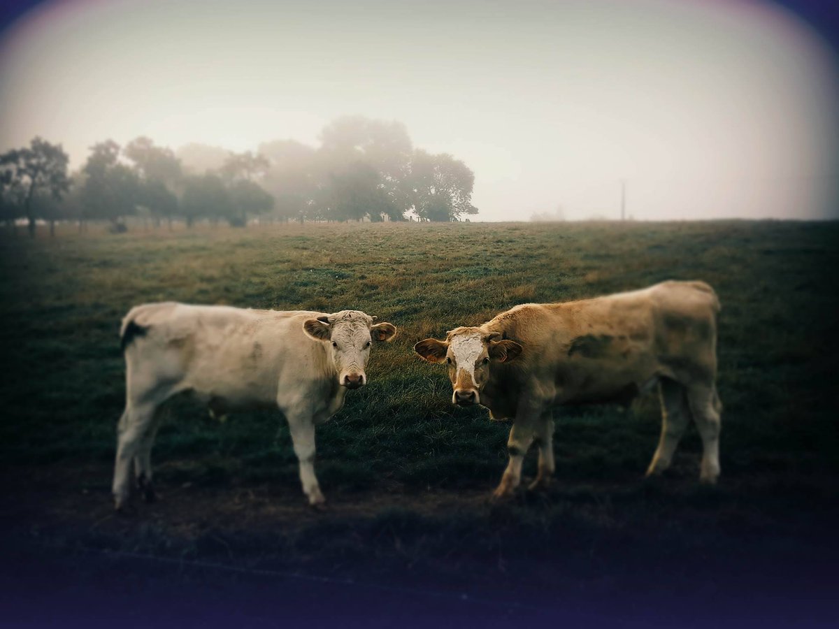 Vosges_Addict's tweet photo. #Vosges... Brouillard matinal côté plaine...
bonne fin de semaine à tous les Vosges Addict ! https://t.co/mXyaNKsHP1