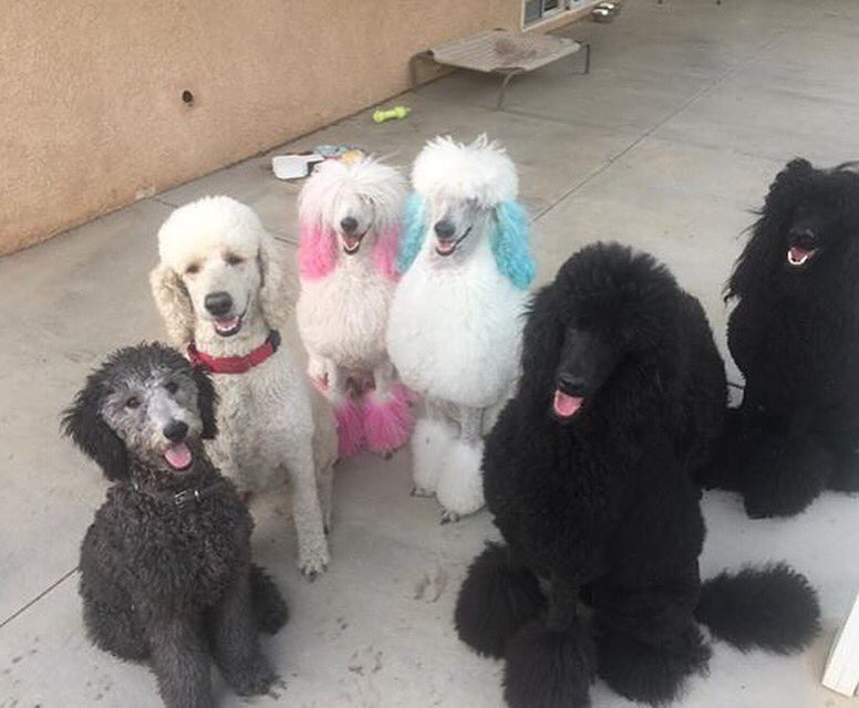 swifewannabe's tweet photo. My babies are on vacation!! #StandardPoodleMom #standardpoodlesofinstagram #standardpoodles #behappylikedogsare https://t.co/HEiXARVwKD