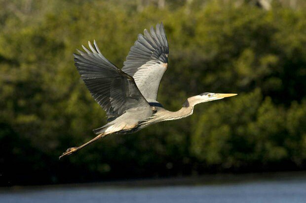 techjunkiejh's tweet image. Had it with #ApacheStorm ? Heron swoops to the rescue buff.ly/2apHLku #bigdata