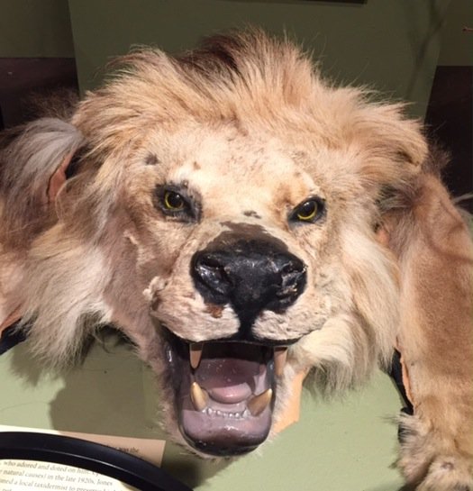 StarTribune's tweet photo. 150 years of pet history, including a stuffed lion named Hiawatha, is at @hennhistmuseum https://t.co/4bHdaLbppQ https://t.co/soIvJHEa9F