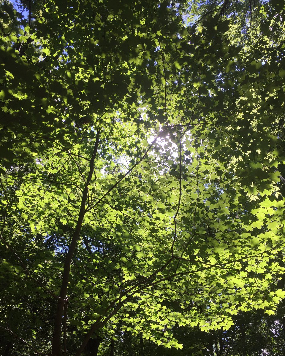 Rebeccasaurus9's tweet photo. No filter because no one needs a filter anyway. be #beautiful the way you were suppose to be. #radnorlake #nashville https://t.co/ZFVng8hC3l