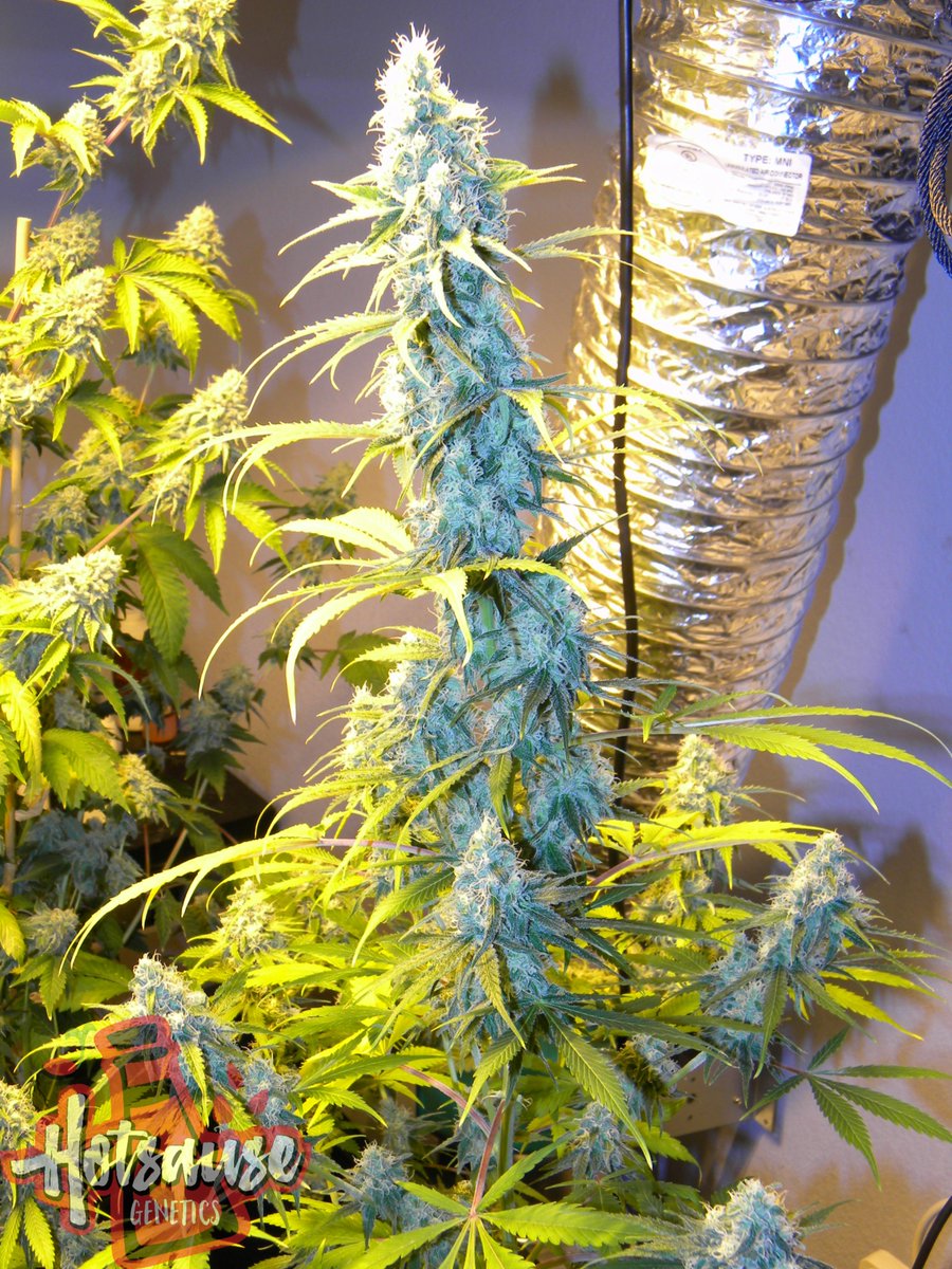 Hotsause420's tweet photo. @chongschoice @StrainCentral Space Cream pheno hunt Cherry Orange Pheno #SpaceCream #Hotsausegenetics https://t.co/WZkkNc9qir