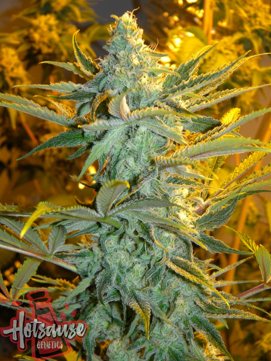 Hotsause420's tweet photo. @tommychong @chongschoice Space Cream F2 Pheno Hunt #SpaceCream #Hotsausegenetics #Dontforgetthebreeder https://t.co/FLwIYJe0i6