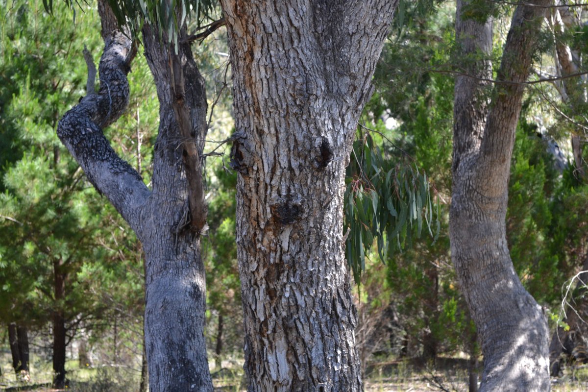 Offgridcapper's tweet photo. #com112csu mod 5 - "Tree people" https://t.co/BKft9CWDFx