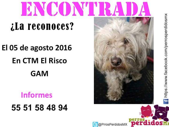 <a href="/uctm_elrisco/">Unidad CTM El Risco</a> <a href="/DelegacionGAM/">Delegación GAM</a> <a href="/PrrosPerdidosMX/">PerrosPerdidosMx</a> @sebuscaalsur <a href="/fellpudito/">Israel González</a> <a href="/DefensaAnimal/">Gente por la Defensa Animal (GEPDA)</a> @lostanimalsdf <a href="/DefensaAnimal/">Gente por la Defensa Animal (GEPDA)</a>
