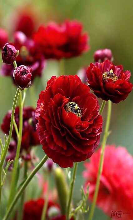 AvizariS's tweet photo. @ValdesOdeth 
Thank you https://t.co/TEtHZBYnM7