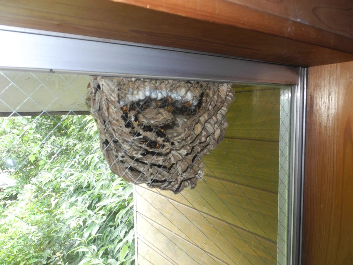 【虫注意！】スズメバチが窓に巣を作ってヤバイｗ巣の中丸見えなドキドキ感ｗｗｗ