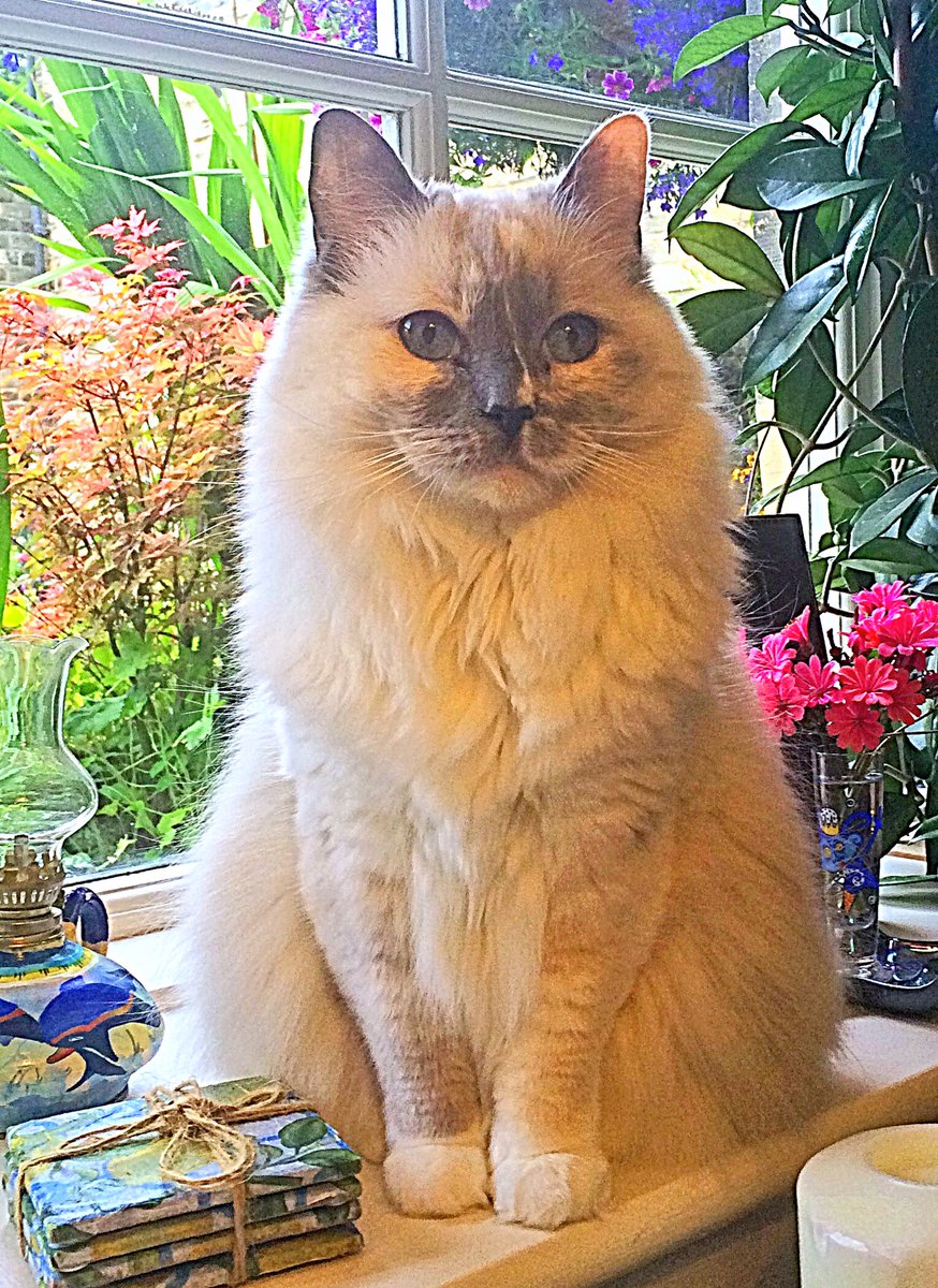 Betty_Boo_Kat's tweet photo. RELAX! It might be raining ☔️ we can't play out 😿 But we've got #fluffyfursday covered 😻 #CatsOfTwitter 🐾 https://t.co/3lvOyfAdmL