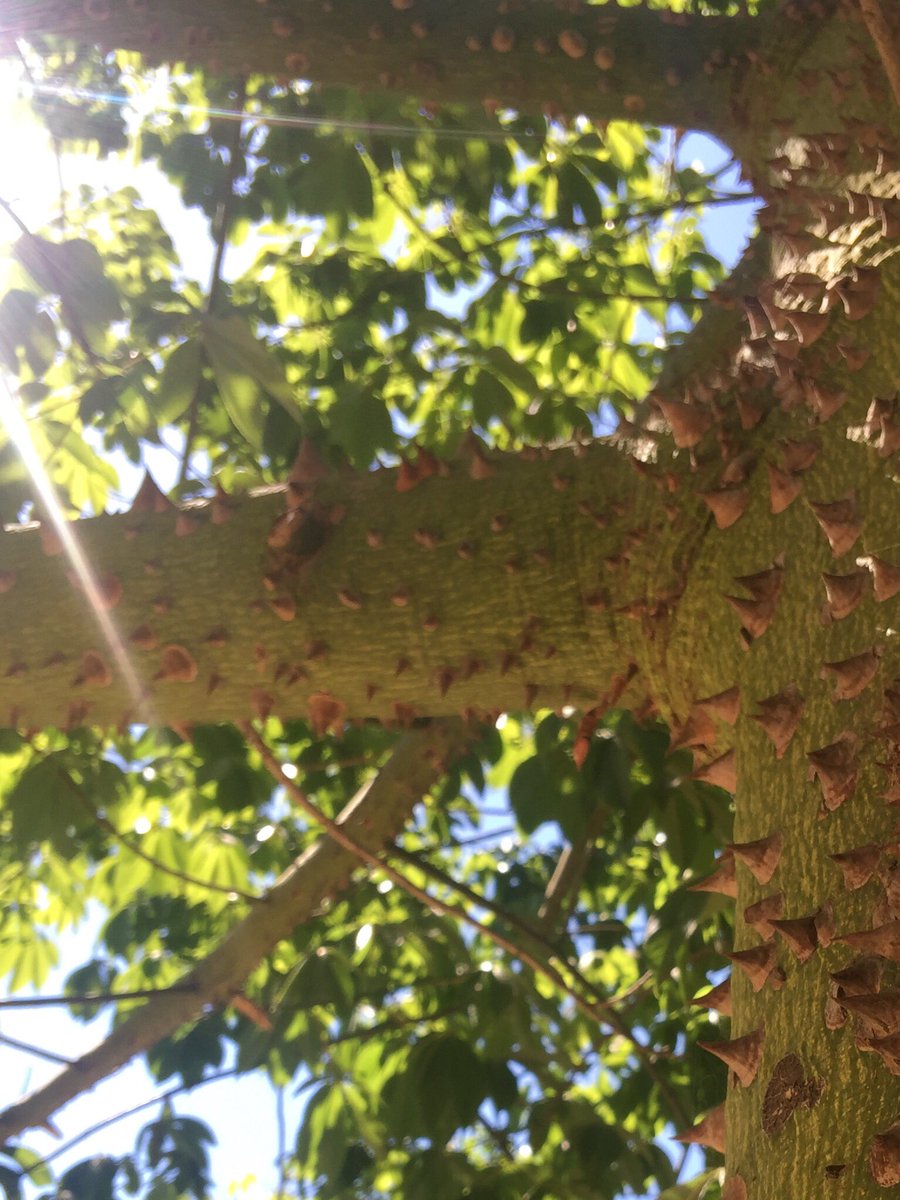 SteamerSteamer's tweet photo. This tree was all, "Hell nah son. You ain't climbing on me. You barking up the wrong tree."

#treesothorny https://t.co/00XqvN2nZ8