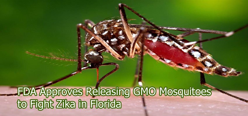 HealthNNatural's tweet photo. FDA Approves Releasing GMO Mosquitoes to Fight Zika in Florida https://t.co/HRiJgP8s8b https://t.co/ecyZPa38I4