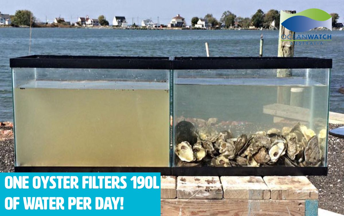 This is why oysters are key to estuary health and better water quality! #oysters