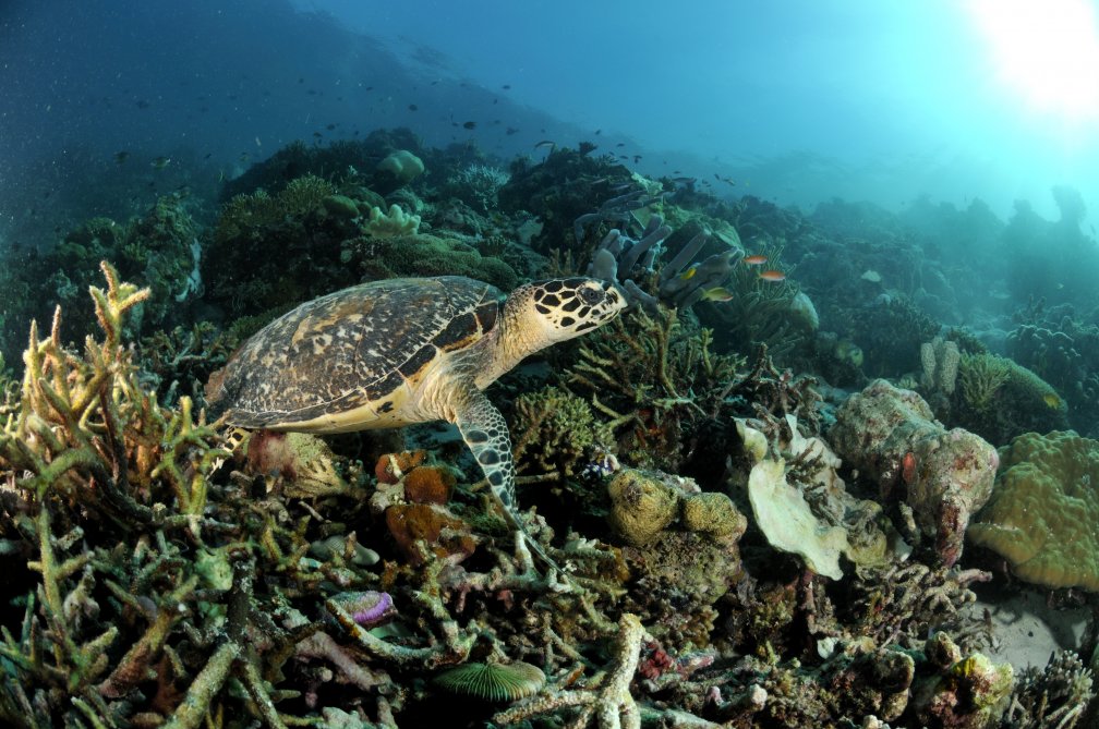 Wonderful Indonesia tweet media