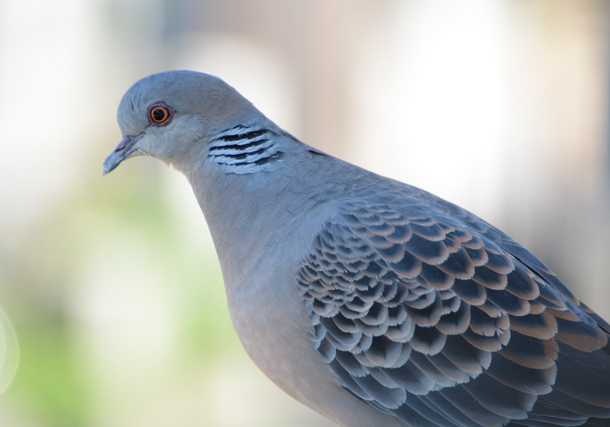 山鳩の日 Twitter Search Twitter