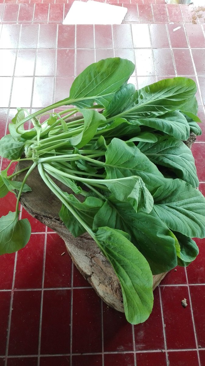 Hariono_Pam's tweet photo. Panen sayur#kebun tennis https://t.co/pDHqRKZlMc