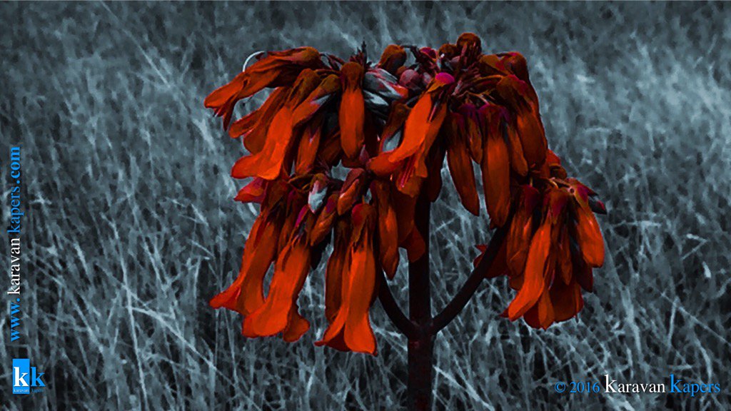 Red Bell shaped #Outback #flowers near #Meandarra #qld #karavankapers #4wdadventures