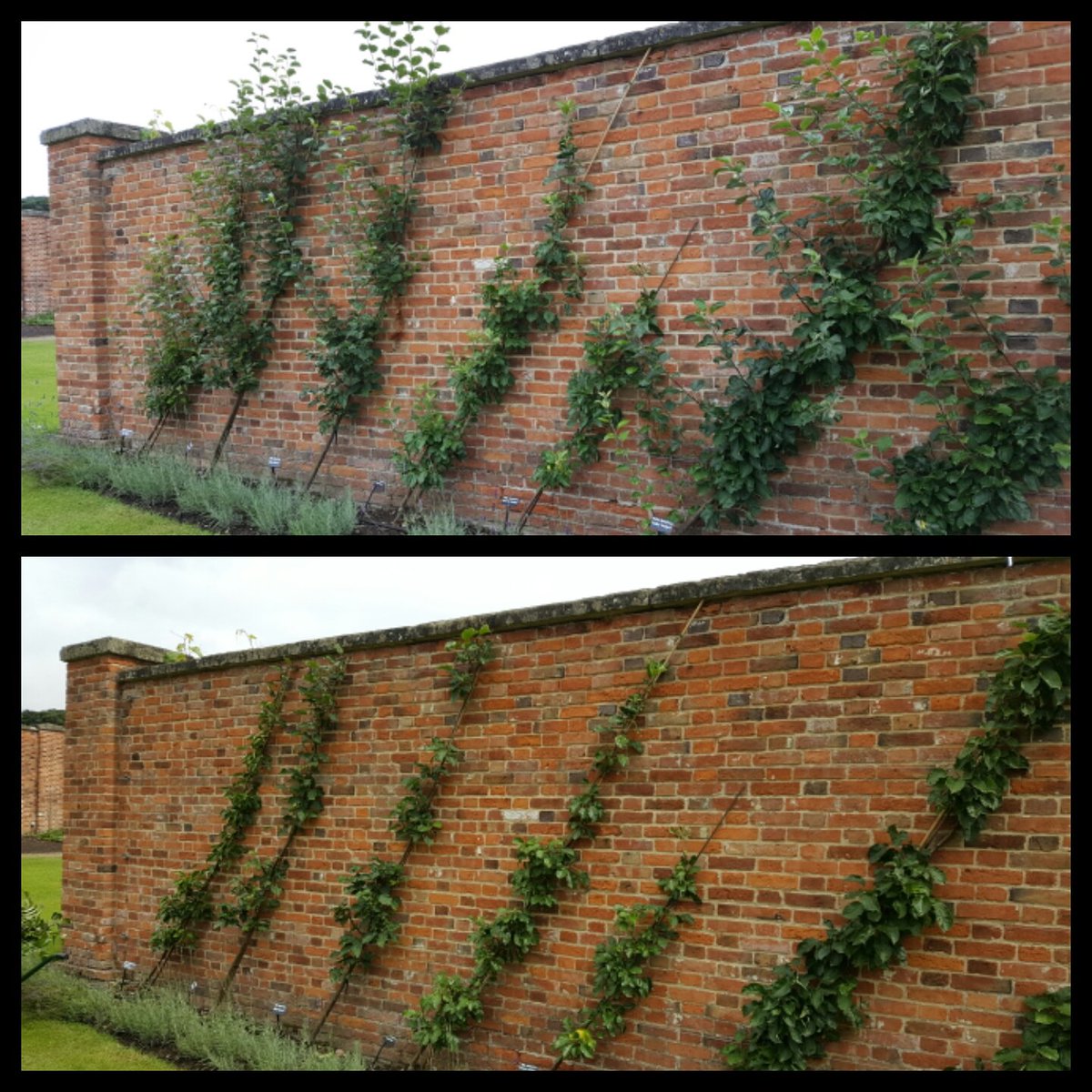 Summer pruning can be a satisfying garden task - here are the 'before' &amp; 'after' shots from the Yorkshire orchard.