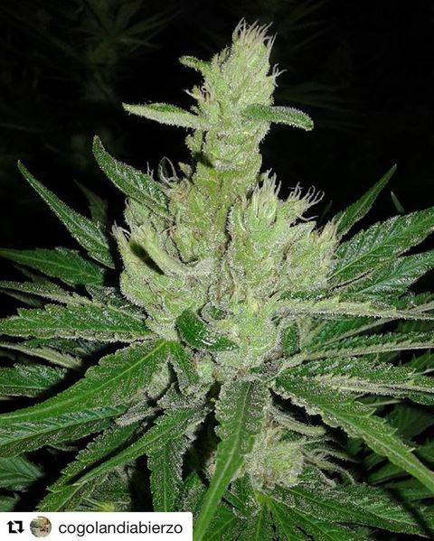 KannabiaSeeds's tweet photo. A friend shares with us this #BCNDiesel https://t.co/HjcCzWHlud https://t.co/L280D0rPAH