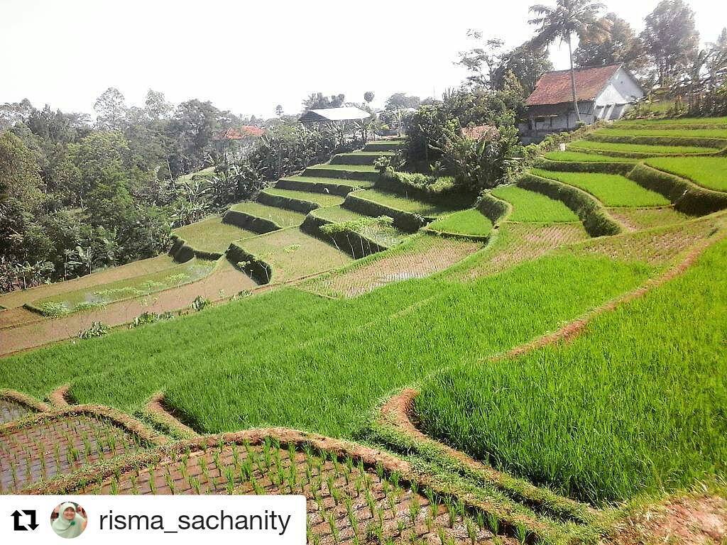 #Repost @risma_sachanity with <a href="/repostapp/">Repost</a>
・・・
sawah belakang PAUD Al miftahul Falah 01 #cik… ift.tt/2bkxBA8
