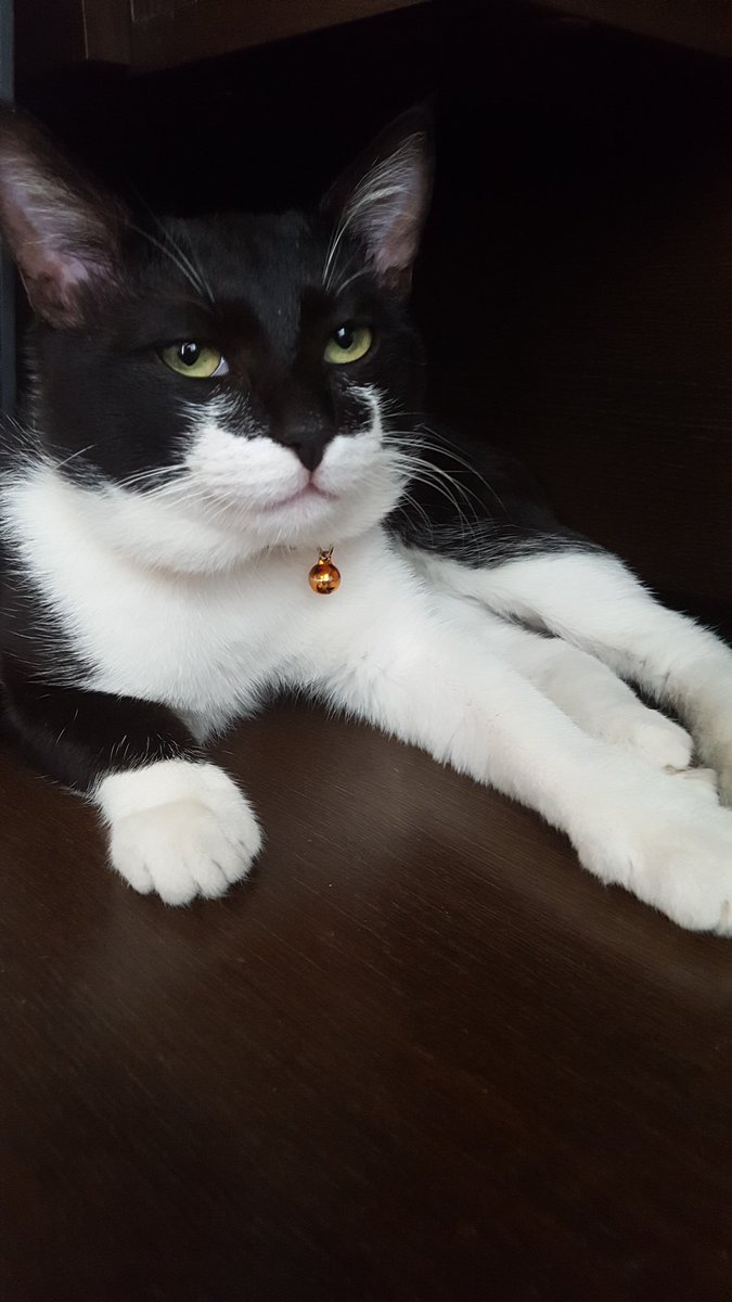 I_BatMan_Cat's tweet photo. We are very similar in appearance
Because we the - 👪
Cat fluffy snow-white
And I have a fluffy white😻
#fluffyfursday https://t.co/B1vMxLCKcf