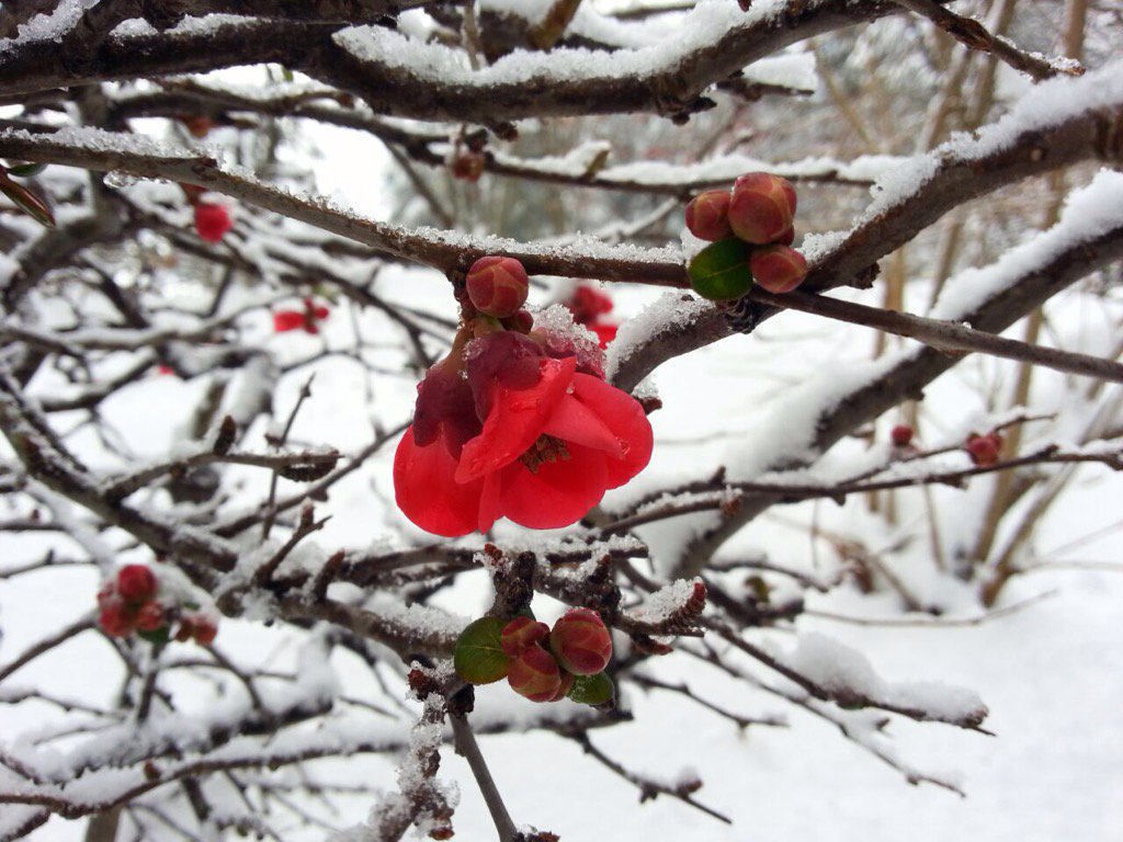 mehtajyoti89's tweet photo. A rare bloom in the midst of snow at Wildflower hall #oberoibestintheworld.. @rohanitti https://t.co/5h972xRog4