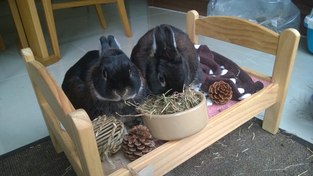 bunzleantilles's tweet photo. Breakfast in bed #nosebumps #rabbit #IKEA https://t.co/oyKXJZr01R