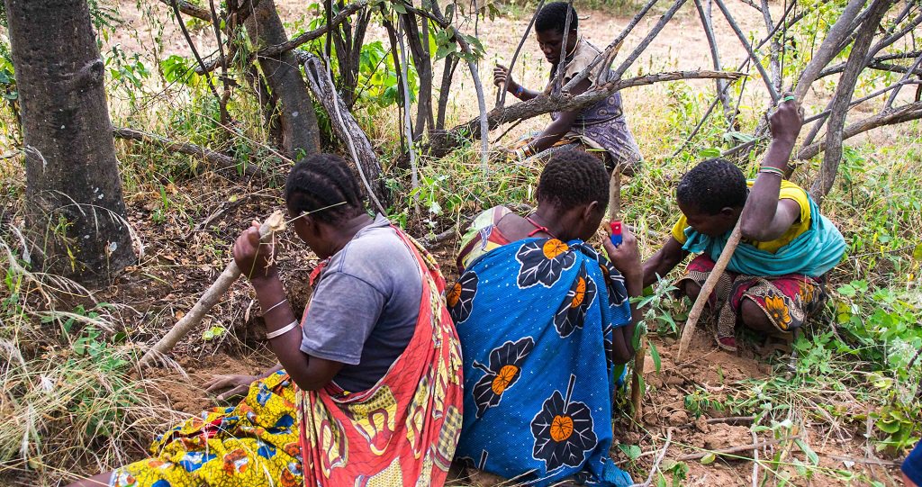 CarbonTanzania's tweet photo. Did you know more than 100 pharmaceutical companies are funding projects to study #indigenous plant knowledge? https://t.co/MLiJKz5x6F