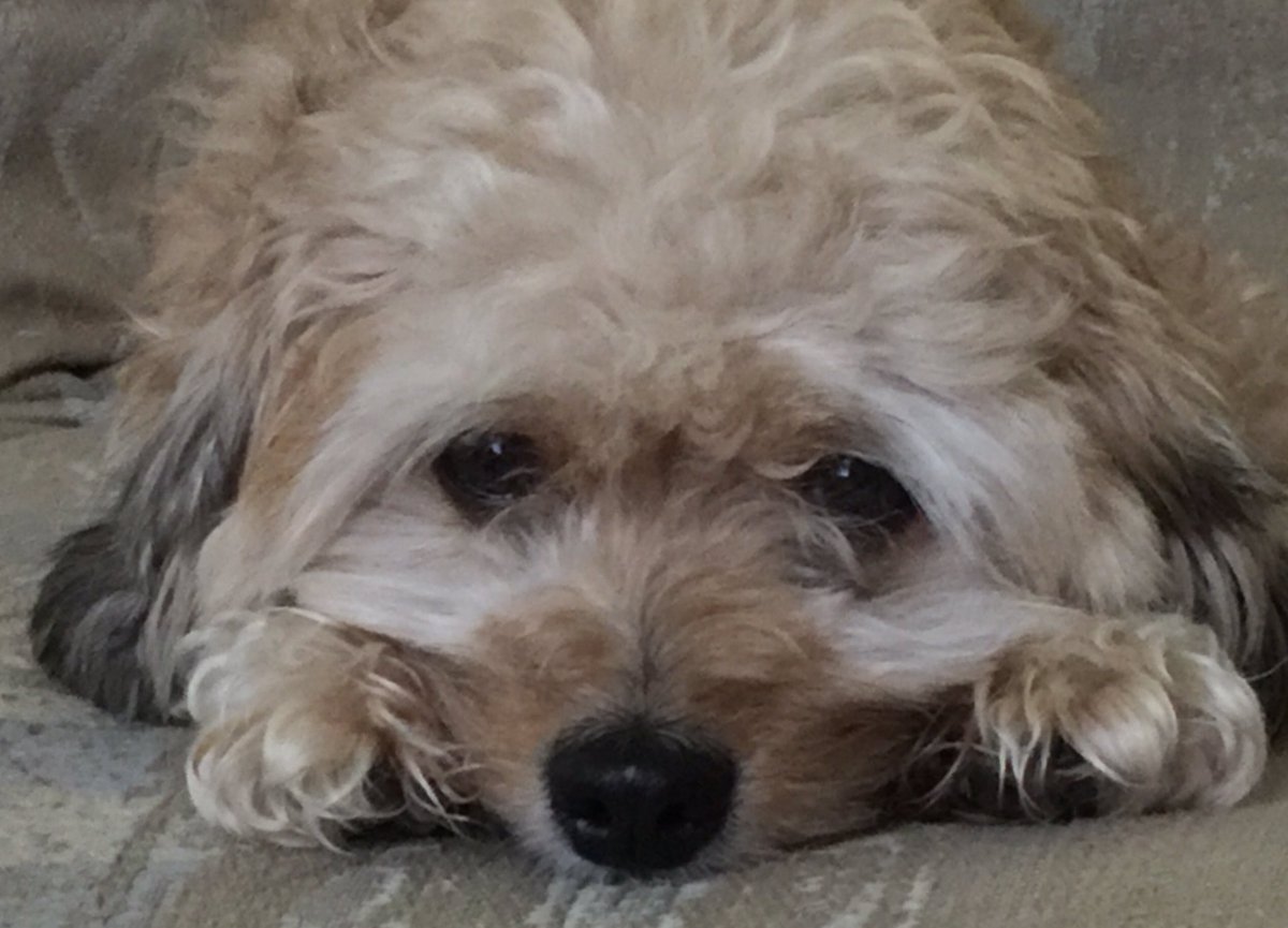 DeanMiuccio's tweet photo. My buddy jumped up next to me last night #petlovers https://t.co/6nQO1KsCXa