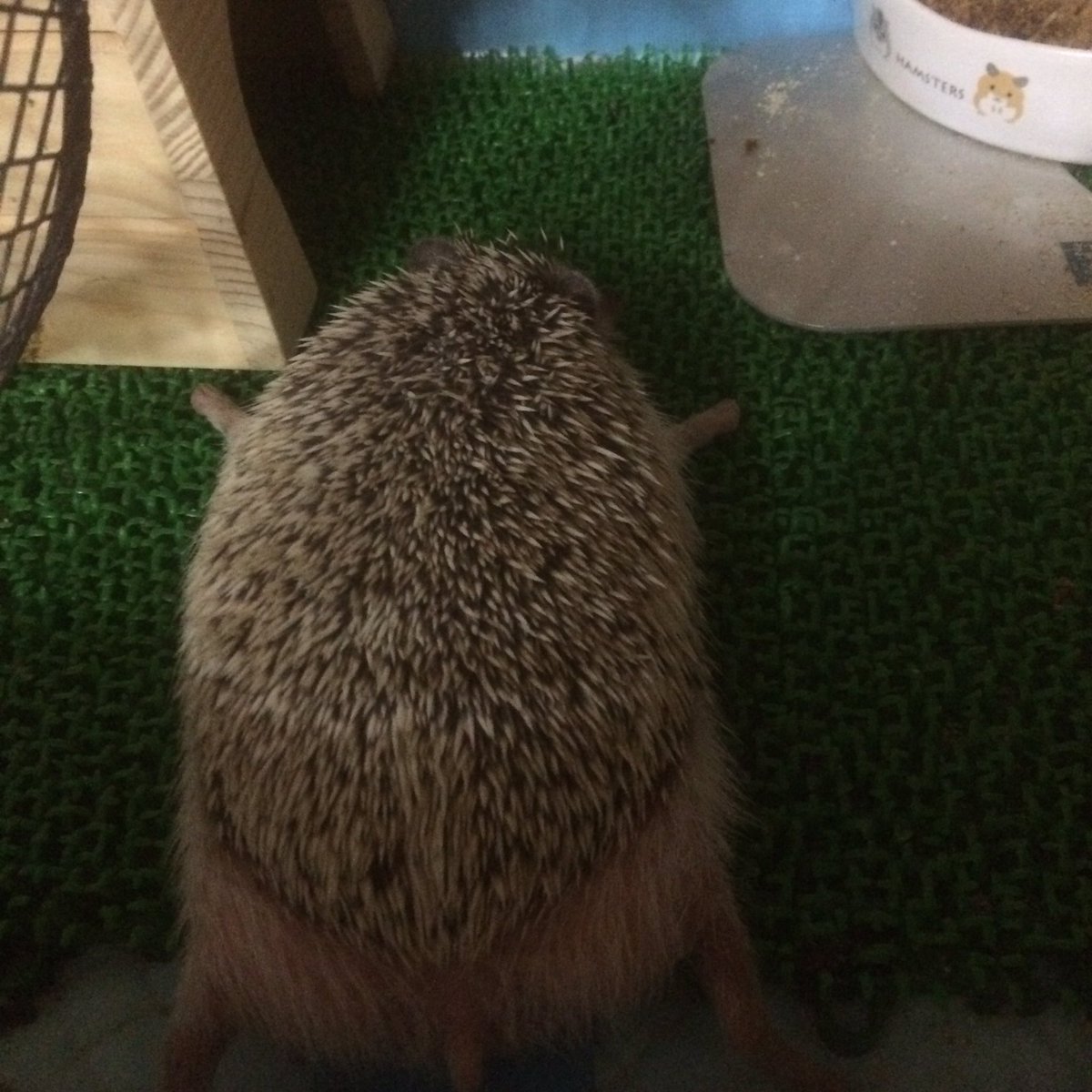 harinezumi1220's tweet photo. 暑すぎて大の字で寝ているしろちゃんくろちゃん…
涼しくしてあげてるつもりなんだけど彼らはまだ暑いかな…？ https://t.co/XxAHcwrJbH