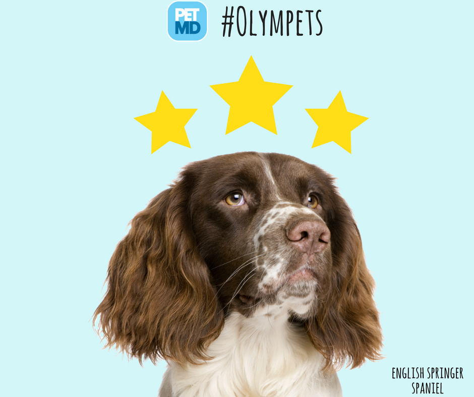 PetMD's tweet photo. The gold medalist in the #Olympets #gymnastics competition... the English Springer Spaniel! https://t.co/Ae2QME05wM https://t.co/5xI3fLOoXf