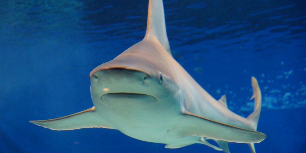 Scientists just found out something disturbing about a massive ancient species of shark read.bi/2b1xMBk