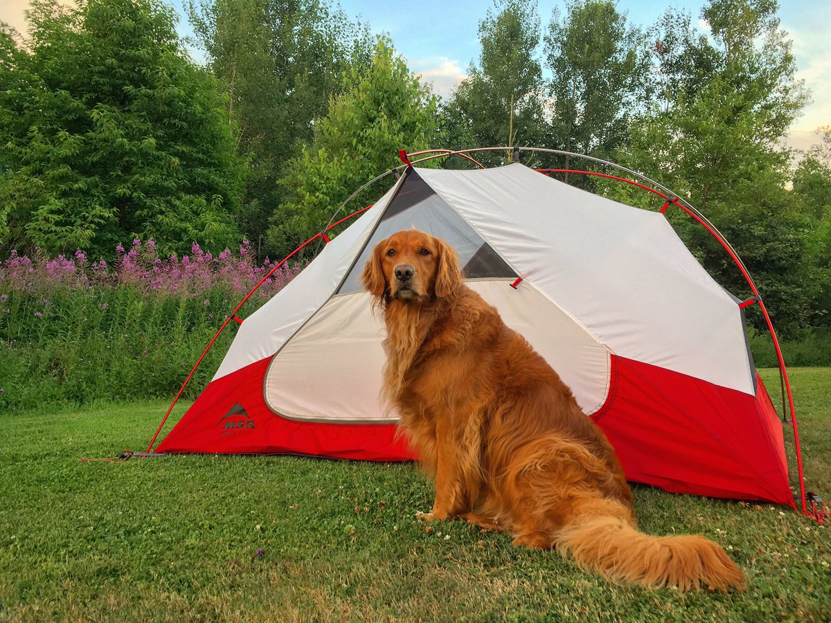 maloriec's tweet photo. first night in the new @msrgear #elixir2!! -- @OrvisDogs @KEENCANADA @mec_halifax #mylifeoutdoors #goldenretriever https://t.co/Il8KQSTHf8