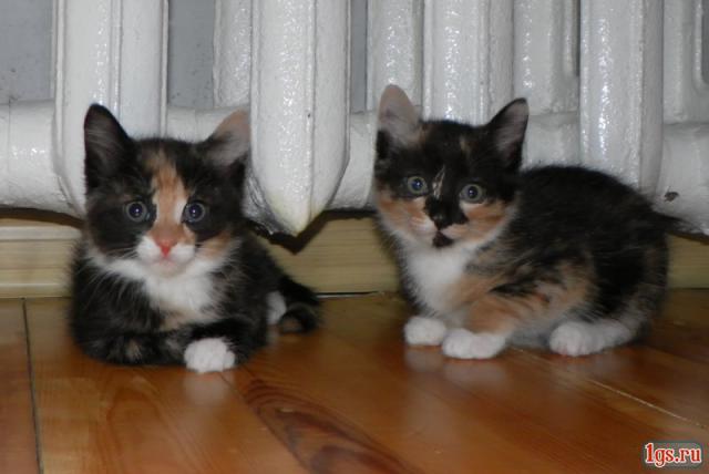 У каких кошек рождаются трехцветные котята. Трехцветный котенок. Трехцветный короткошерстный котенок. Котята от трехцветной кошки. Котята Сибирские серые трехцветные.