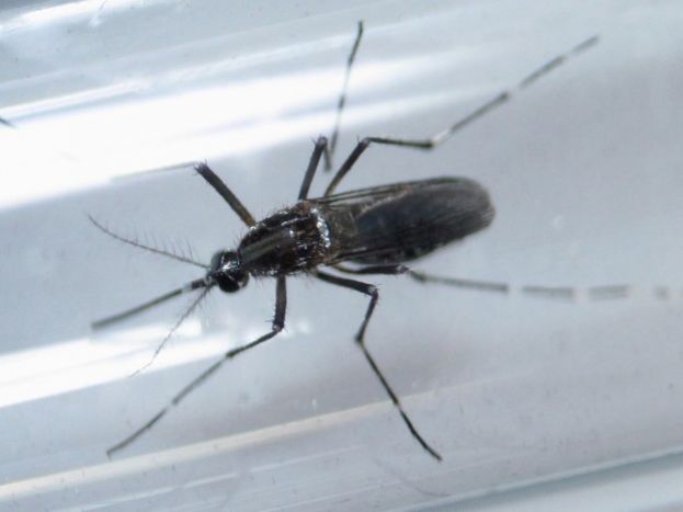 SjbAgora's tweet photo. Brasil registra 174 mil infecções por zika em 2016, segundo ministério: O… https://t.co/etOtmNaKDg #BrasilNoticias https://t.co/pS9CP07Gpm