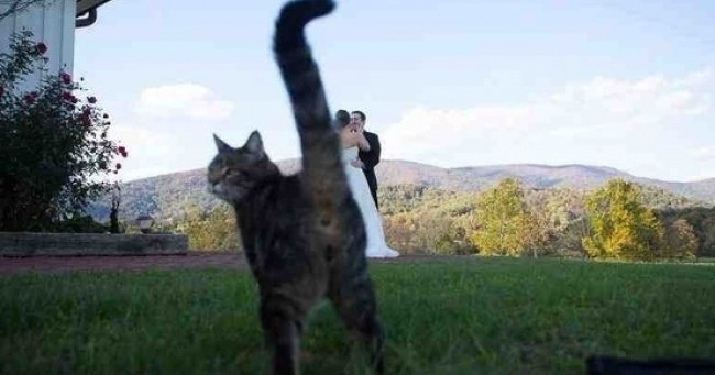 ValVisualUa's tweet image. Фотобомбы года adme.ru/tvorchestvo-fo…